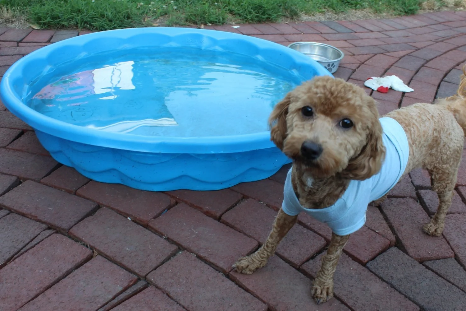An apricot poodle in a t-shirt standing next to the filled paddling pool on the patio