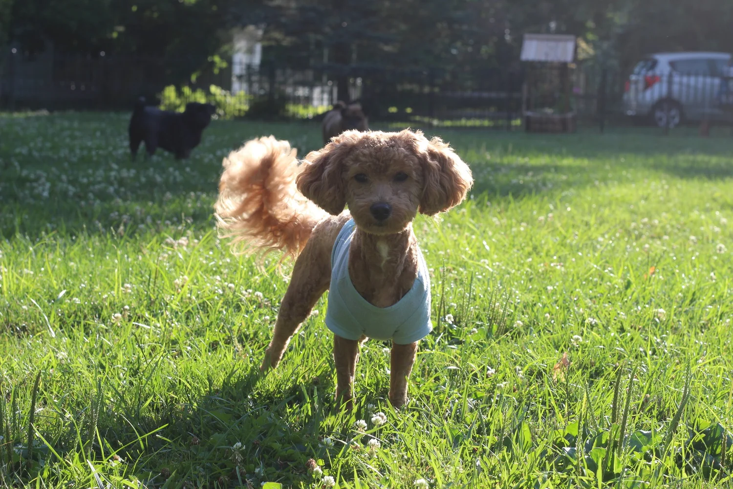 A small apricot poodle standing in the sunlit grass with two more dogs behind it