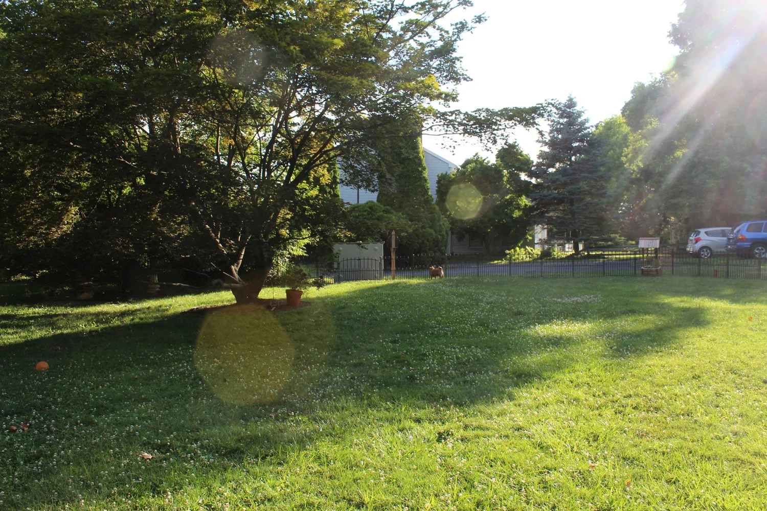 The fenced back yard at Hilltop in the morning sun, with a shade tree and a dog by the fence