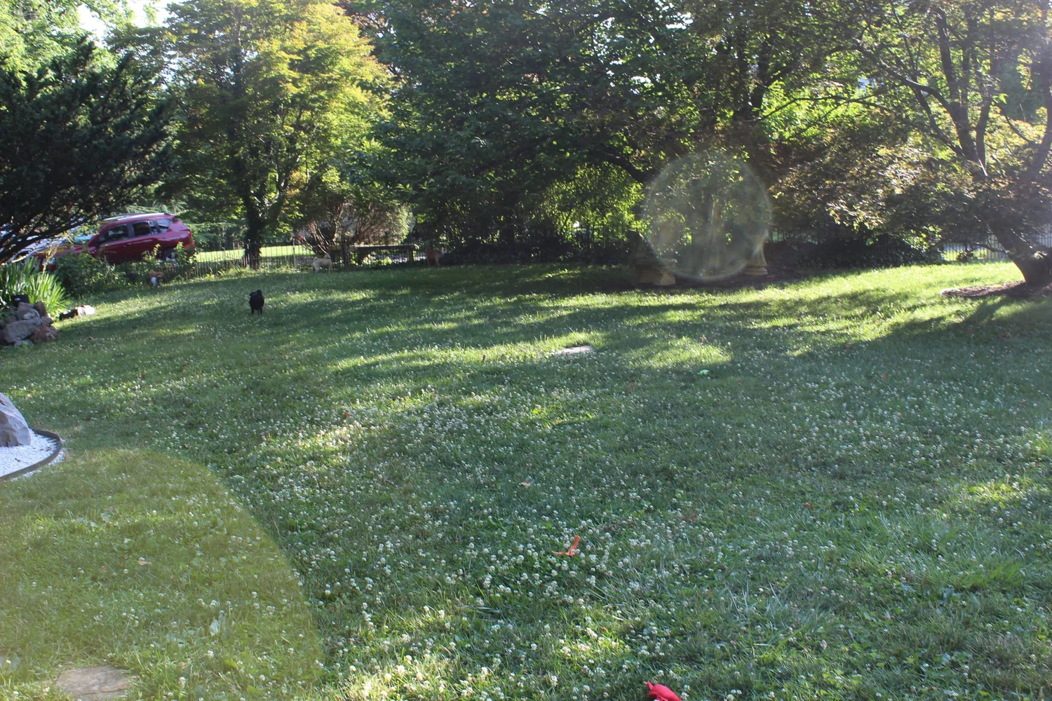 A wide view of the half-acre fenced play yard with dogs spread out across the grass