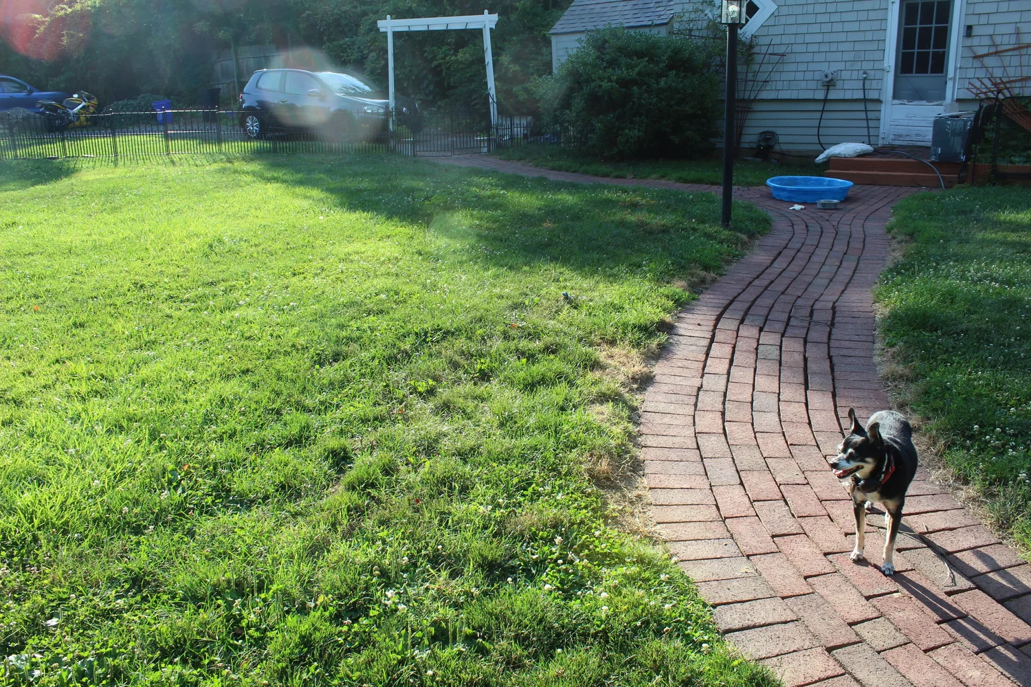 A small black and tan dog trotting up the brick path beside the lawn and the paddling pool